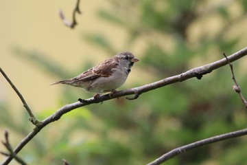 A sparrow sits on a  branch
