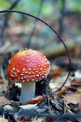 Яркий красный мухомор в сухих листьях в лесу