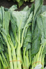 Fototapeta premium Fresh chinese kale in the market