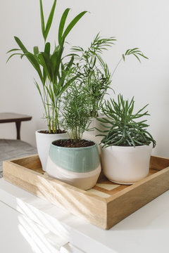 Modern planters and greenery sitting on wood try