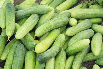 Fresh cucumbers for cooking in the market
