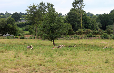Vaches normandes