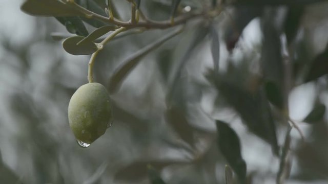 Olives on the tree, close up handheld macro footage