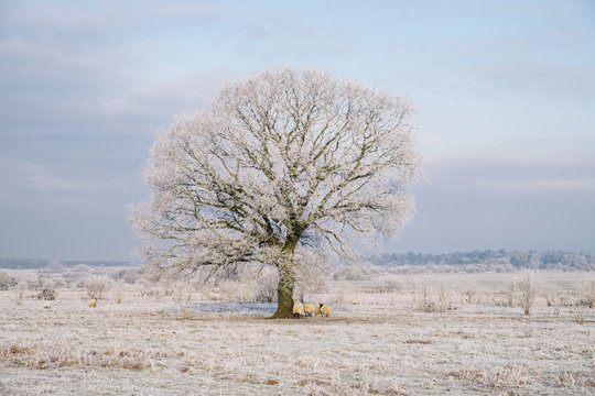 Sheep gathered under a tree covered in a thick hoar frost. Norfolk, UK.
