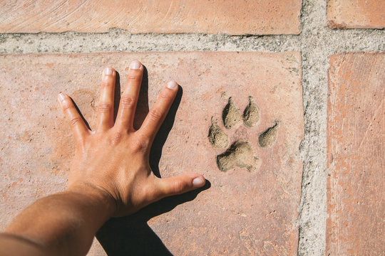 Person hand and footprint dog
