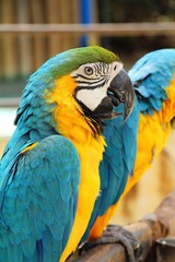 Macore bird parrot beautiful in the zoo