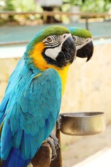 Macore bird parrot beautiful in the zoo