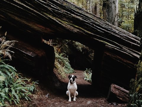Rodger in a Redwood