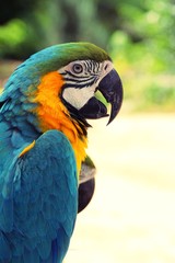 Macore bird parrot beautiful in the zoo