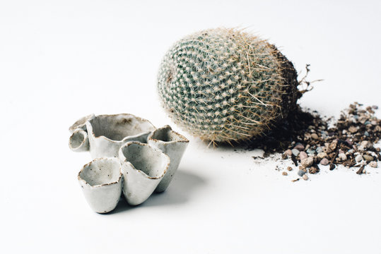 Cacti with Ceramic Pots