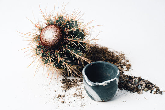 Cacti with Ceramic Pots