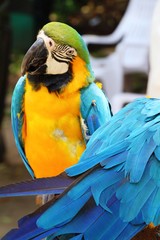 Macore bird parrot beautiful in the zoo