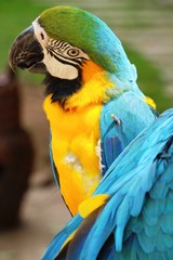 Macore bird parrot beautiful in the zoo