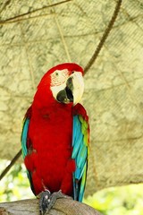 Macore bird parrot beautiful in the zoo