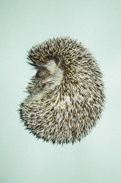 Hedgehog sleeping