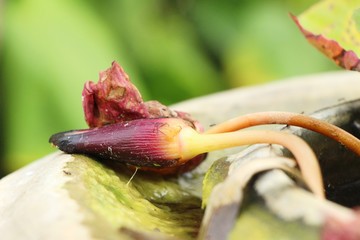Beautiful lotus in the pond with nature