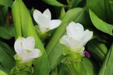 Beautiful pink siam tulips with the nature