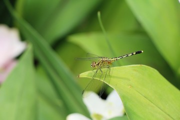 Dragonfly with beauty flower at the nature