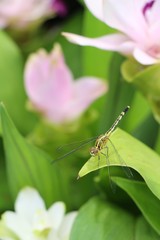 Dragonfly with beauty flower at the nature