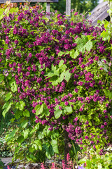 purple Clematis alpina