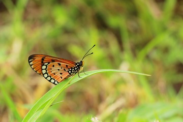 Obraz premium Butterfly with the nature