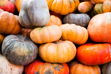 Many different pumpkins - harvest festival