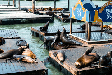 Fototapeta premium leniwe lwy morskie odpoczywają przy molo 39
