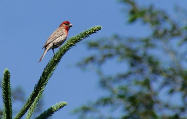 Red House Finch on Pine Branch