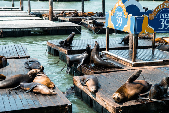 lazy sea lions resting at pier 39