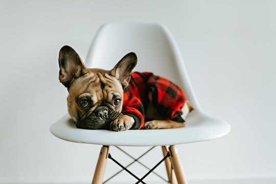 French Bulldog Puppy on a White Geometric Chair