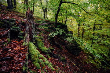 Waldboden mit Laub und Moos
