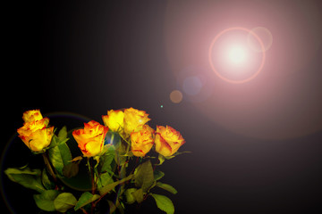 orange-yellow roses on a black background, with light reflections