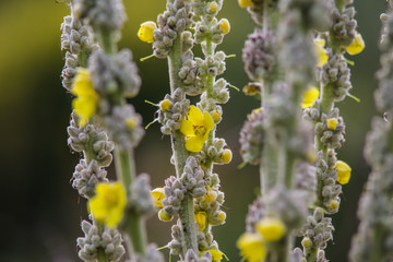 Verbascum thapsus