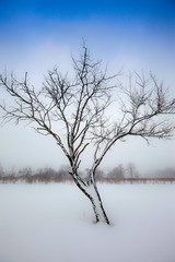 Fototapeta na wymiar Trees and snow #3