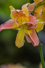 yellow and pink Hemerocallis