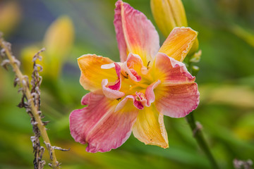yellow and pink Hemerocallis