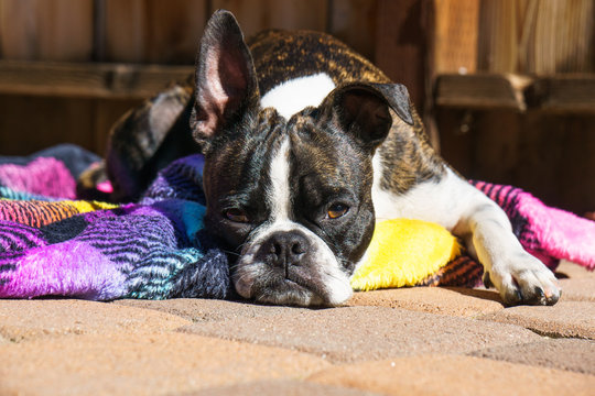 Bruce the Boston Terrier sunbathing.
