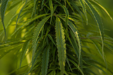 legal cannabis plant