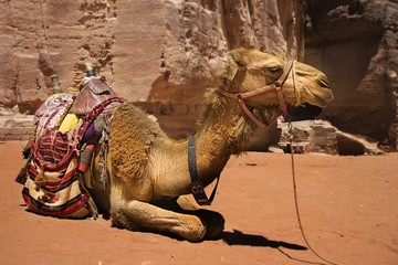 A bedouin camel rests near the treasury Al Khazneh carved into the red rock at Petra, Jordan