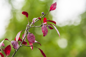 Fototapeta premium dark red malus plant