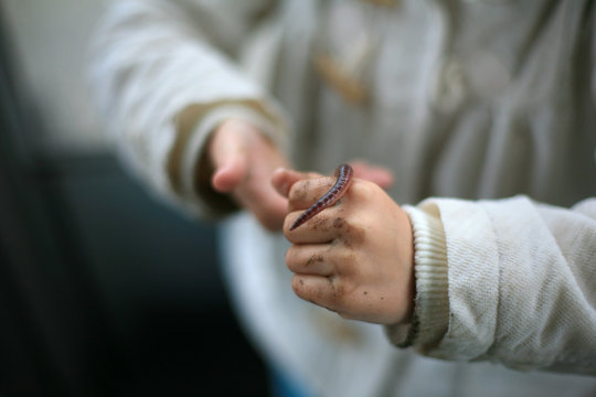 A Child's Hands Holding A Large Earthworm