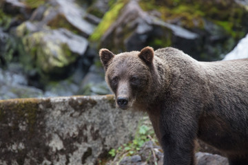 Fototapeta premium Brown Bear hunting salmon
