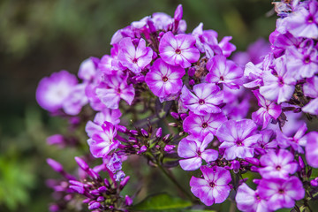 purple phlox