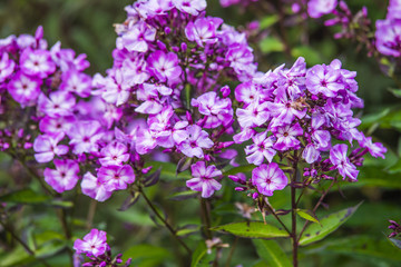 purple phlox