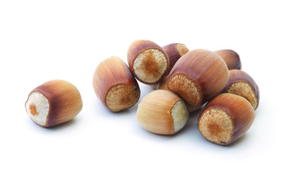 Filbert isolated on a white background