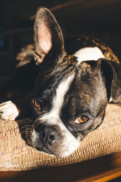 Portrait of Boston terrier