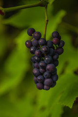 home garden grapes