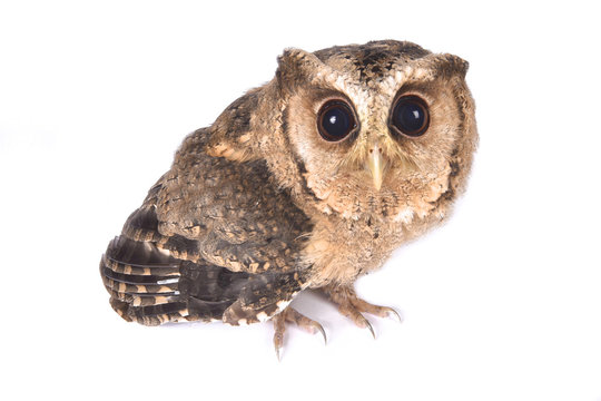 Indian scops owl, Otus bakkamoena