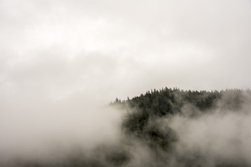 Fototapeta na wymiar fog covering the mountain forest