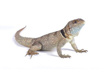 Naklejka premium Malagasy collared iguana, Oplurus cuvieri cuvieri